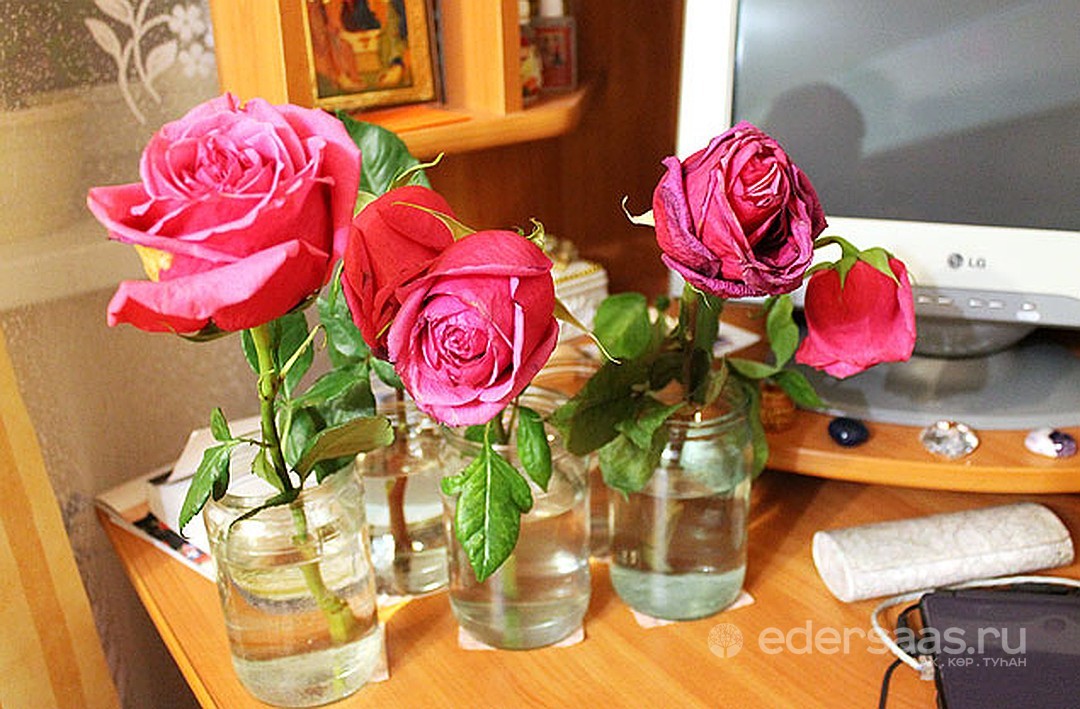 Что положить в вазу с розами. Розы срезанные. Срезанные розы в вазе. Розы которые долго стоят в вазе. Цветы которые долго стоят в вазе.